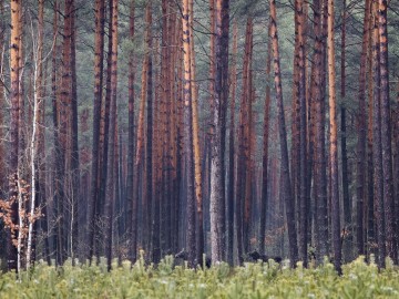 Patrol Strażników Przedborskiego Parku Krajobrazowego z Państwową Strażą Łowiecką, 
